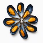 MUSSELS TECNICHAL